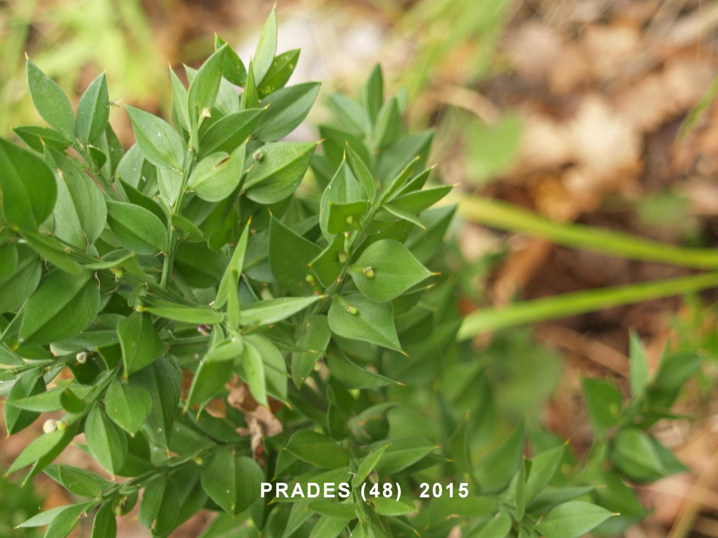 Butcher's Broom leaf